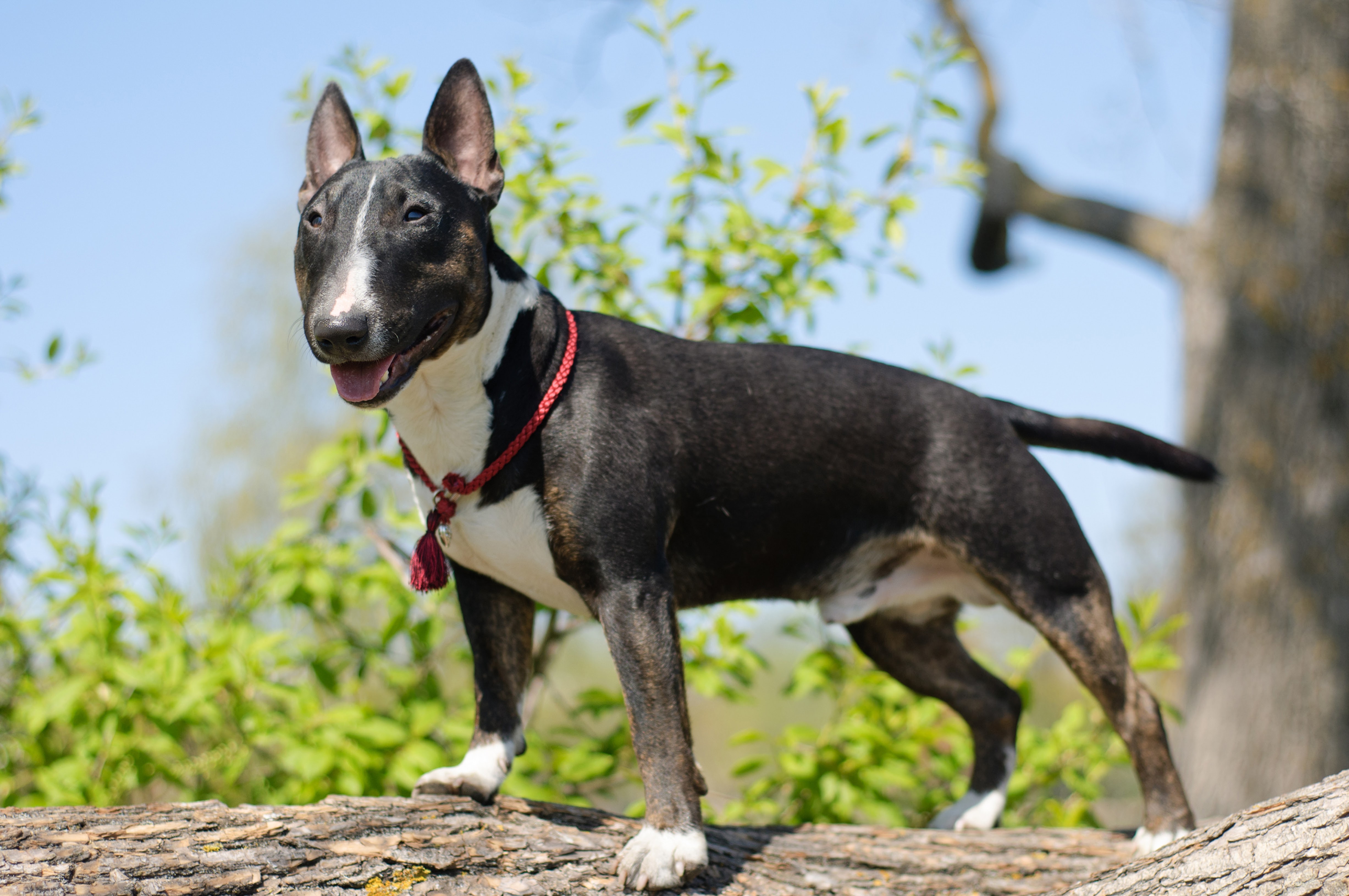 cores-bull-terrier-1