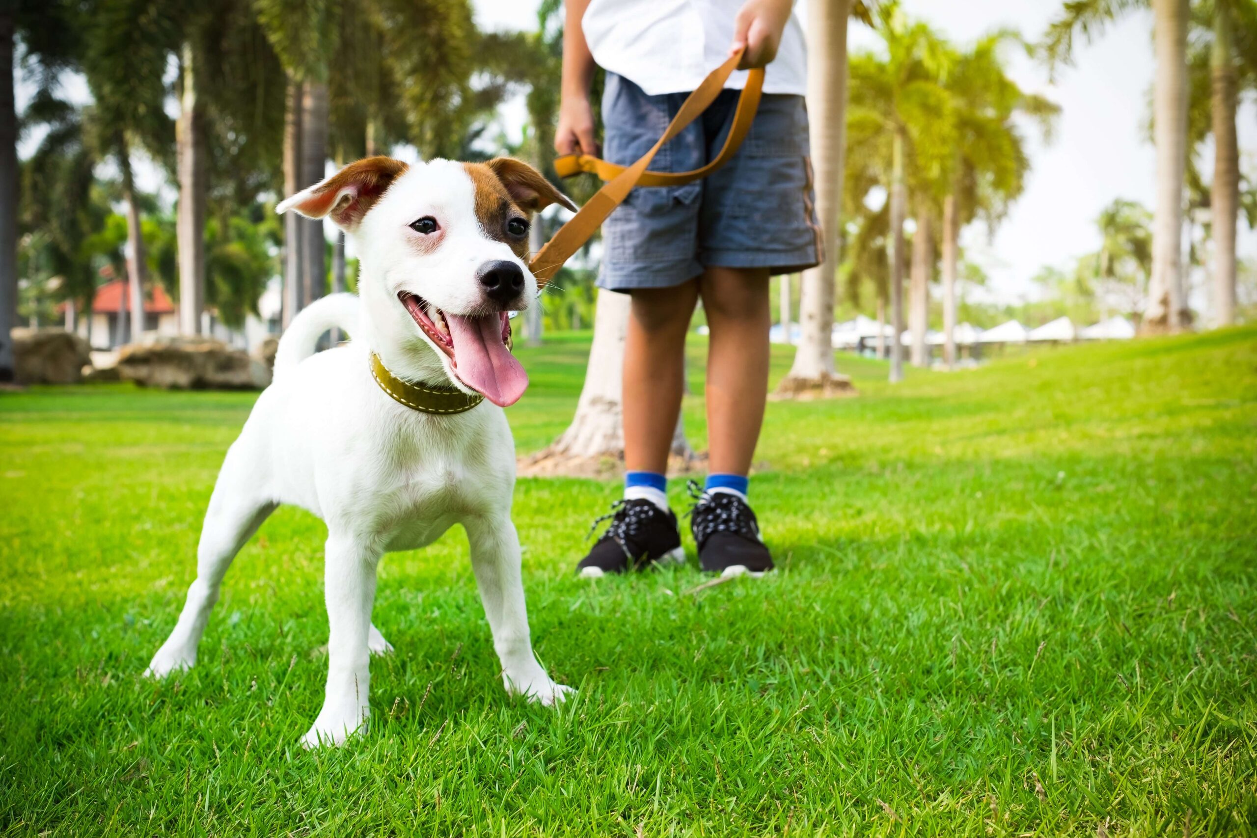 passear com cachorro é importante