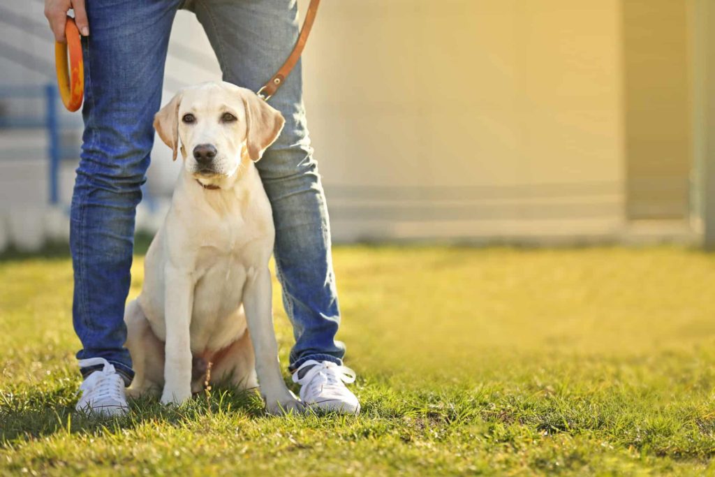 Dog walker golden retriever