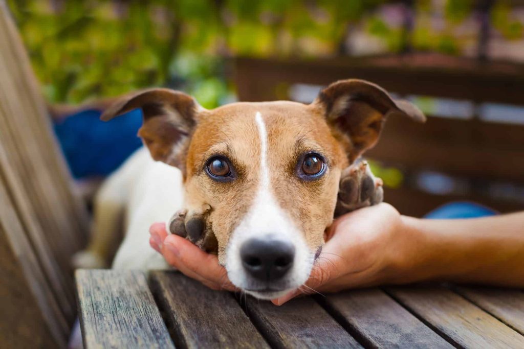 Cachorro no cio: o que fazer?