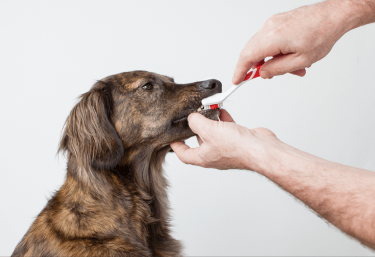 Como escovar dente de cachorro?