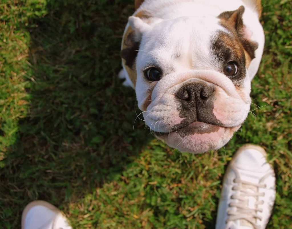 Como limpar focinho de cachorro