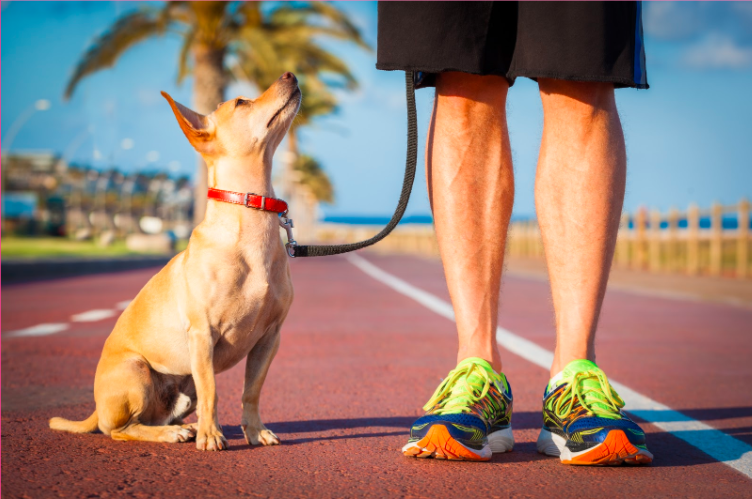 cachorro olhando para cima, ao lado das pernas de um homem, ambos numa pista de corrida