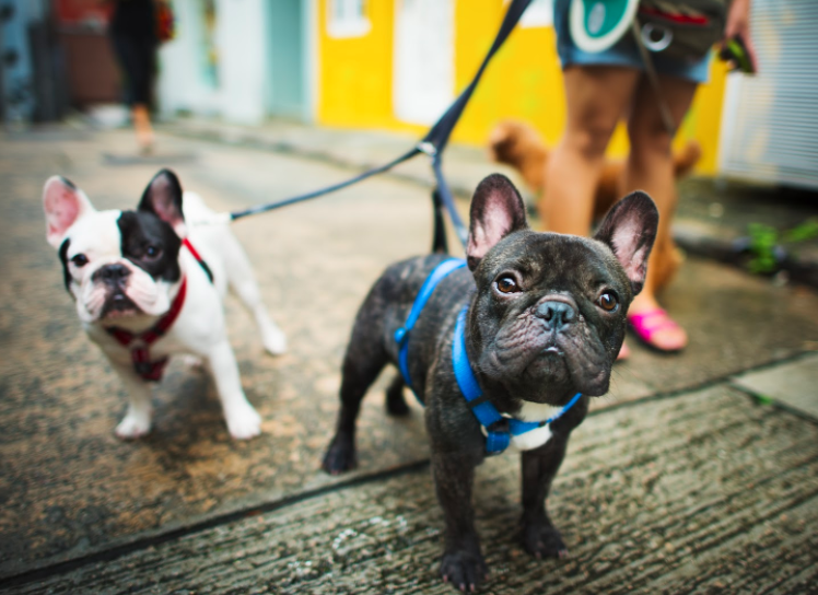 dois cachorros da raça pug em destaque. Um preto mais a frente e um branco mais para trás, sobre um piso de madeira, escuro. Pernas do dono aparecendo ao fundo, levemente desfocadas.