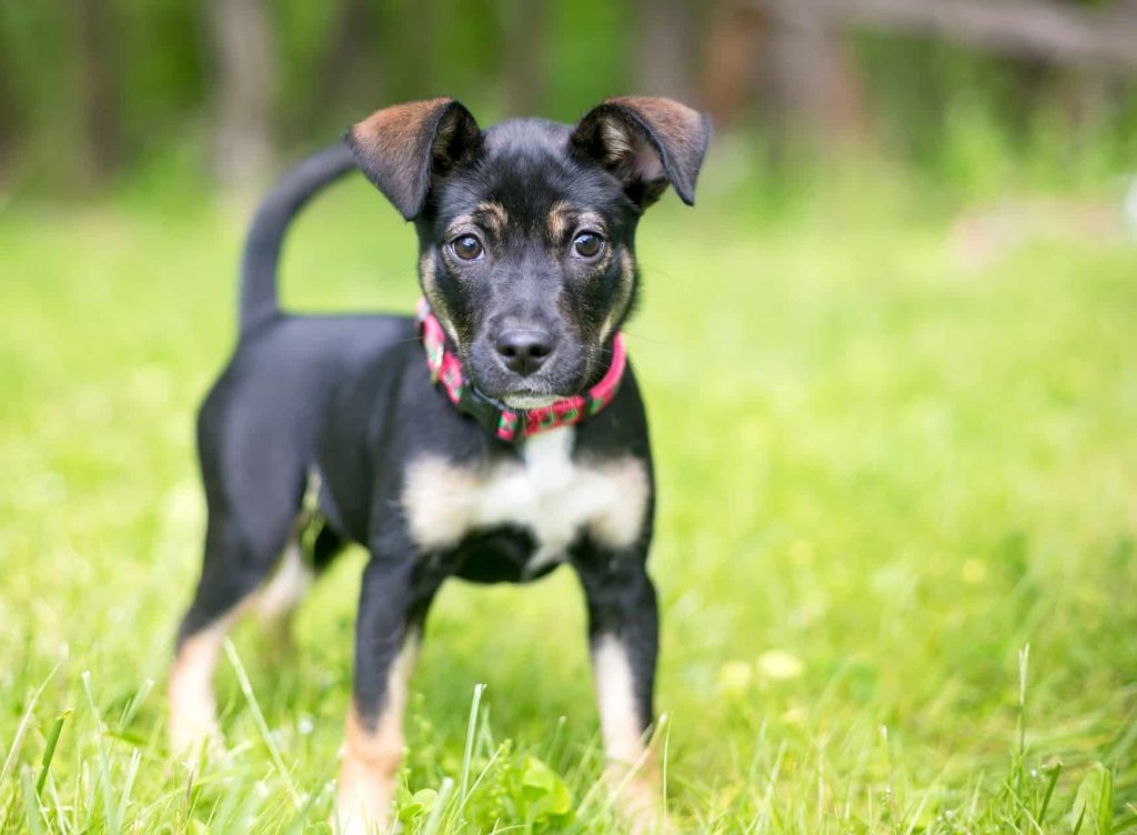 Adoção de cachorro: o antes e depois de adotar um pet