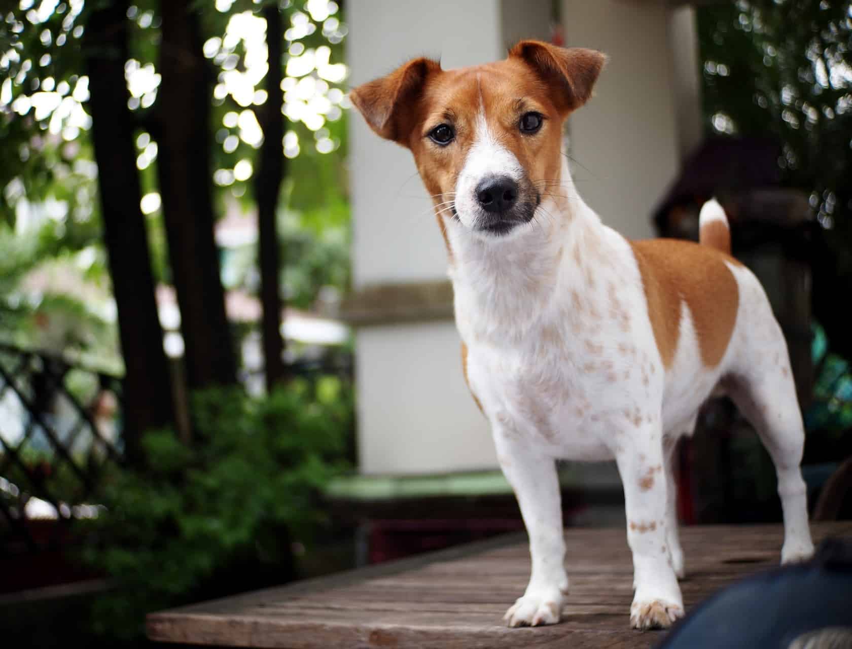 cachorro-jack-russell-2