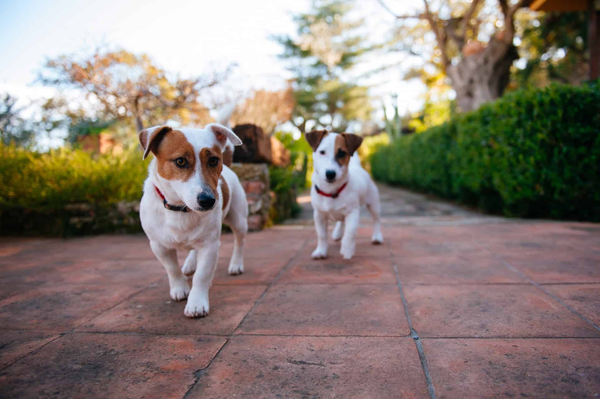 cachorro-jack-russell