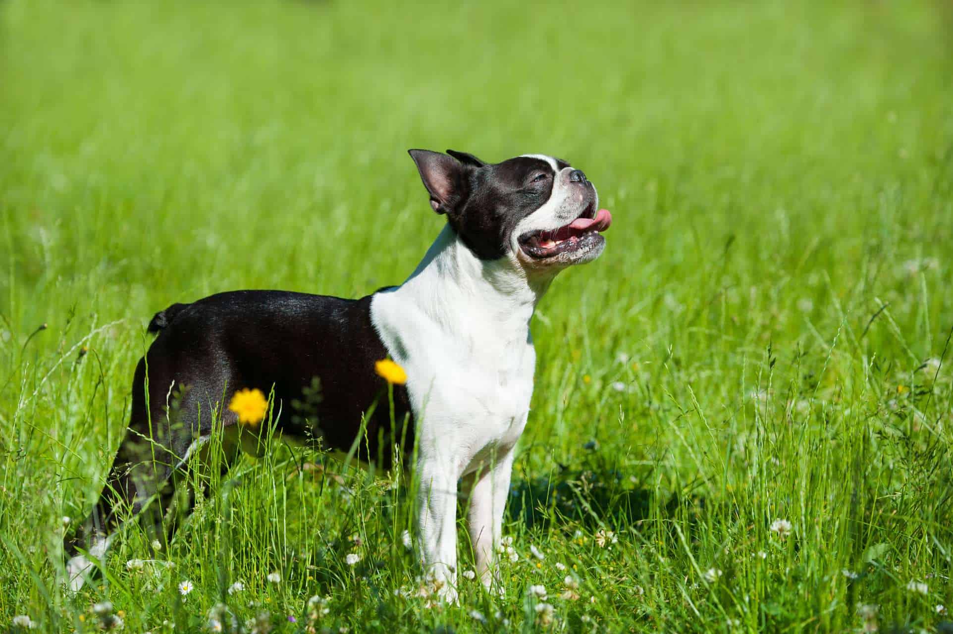 cachorro-boston-terrier-5