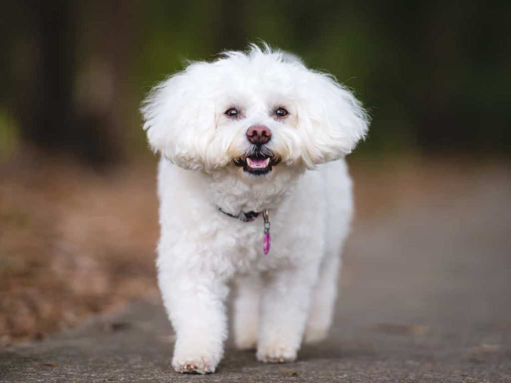 cachorro pequeno bichon frise