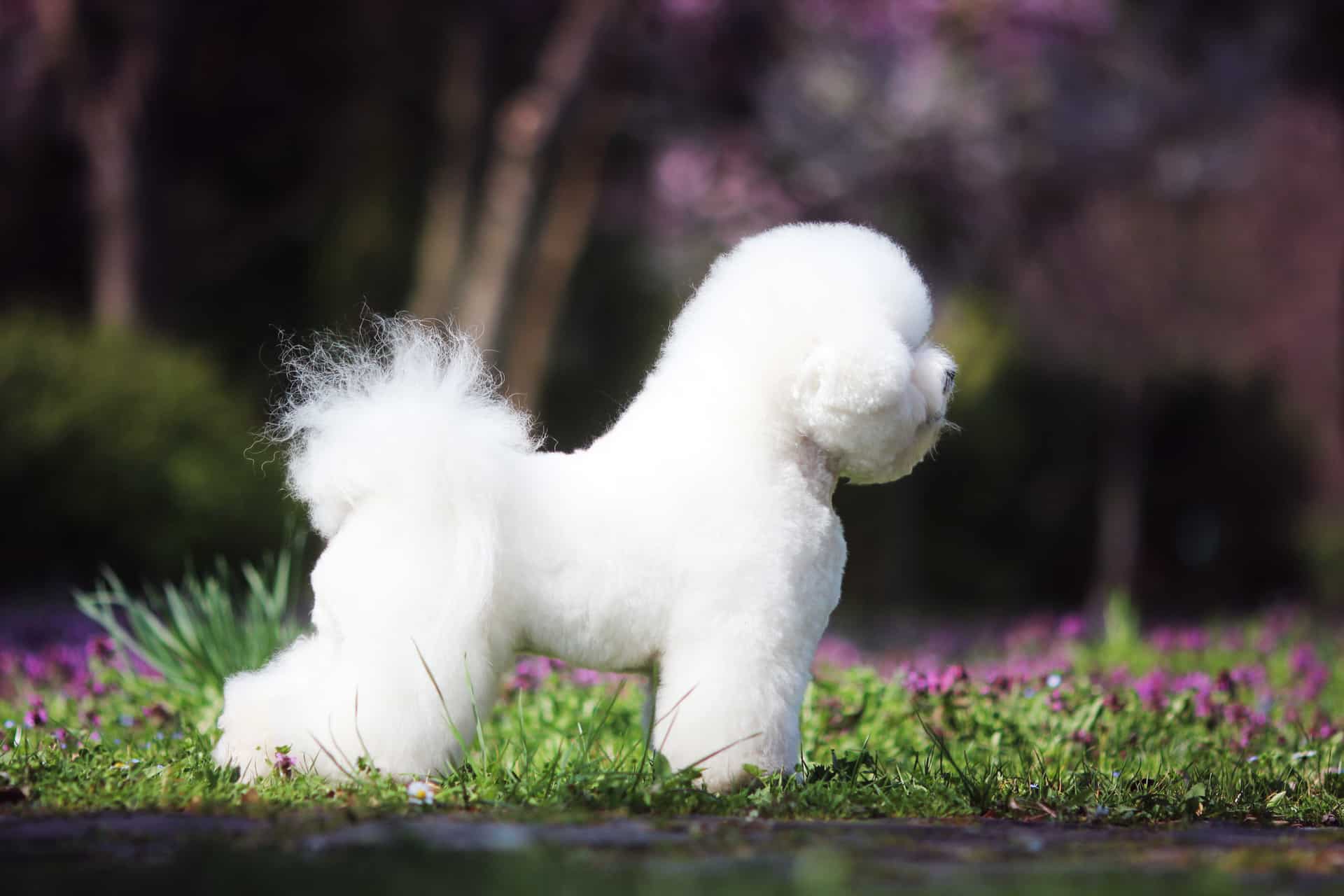 cachorro-bichon-frise-4