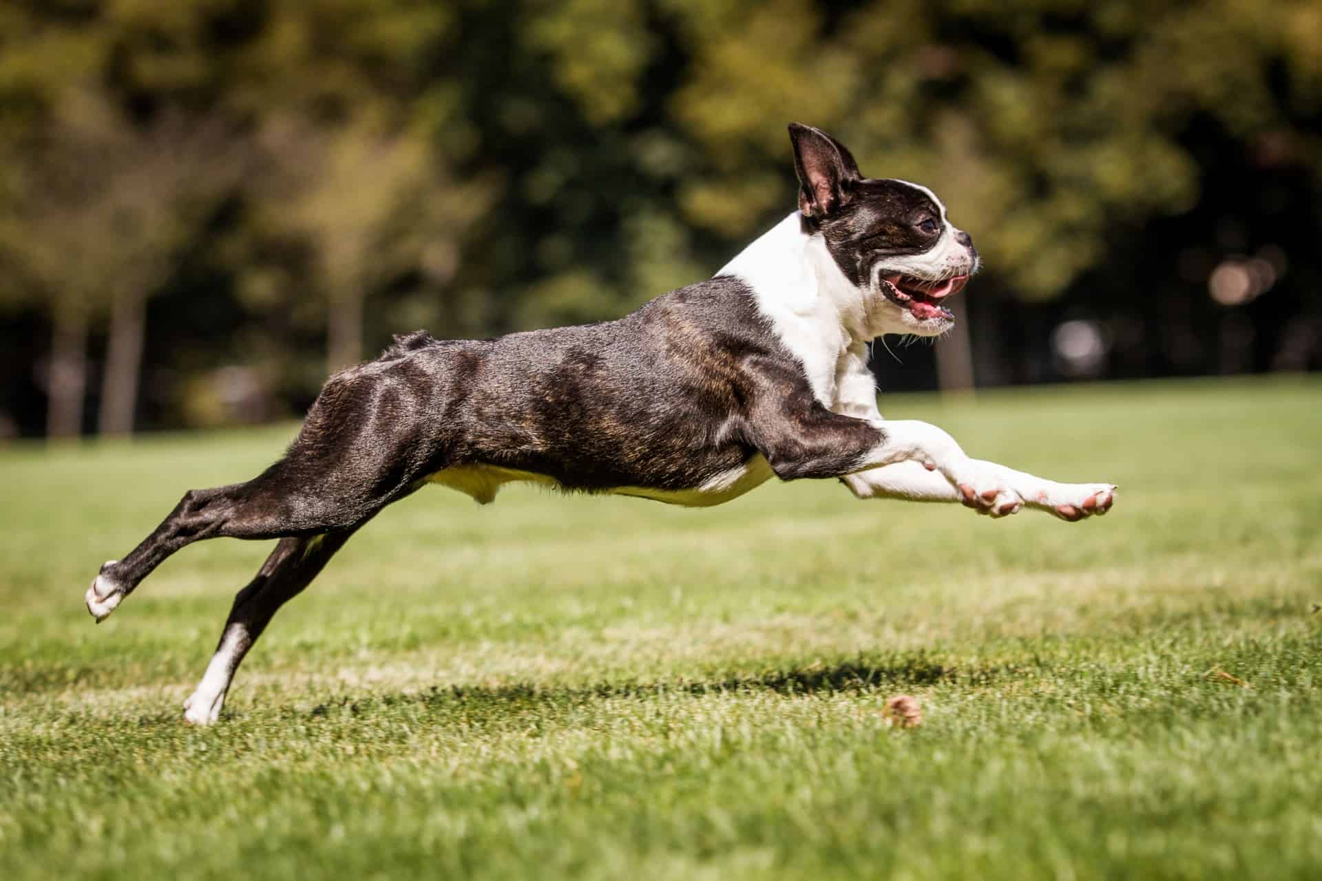 cachorro-boston-terrier-3