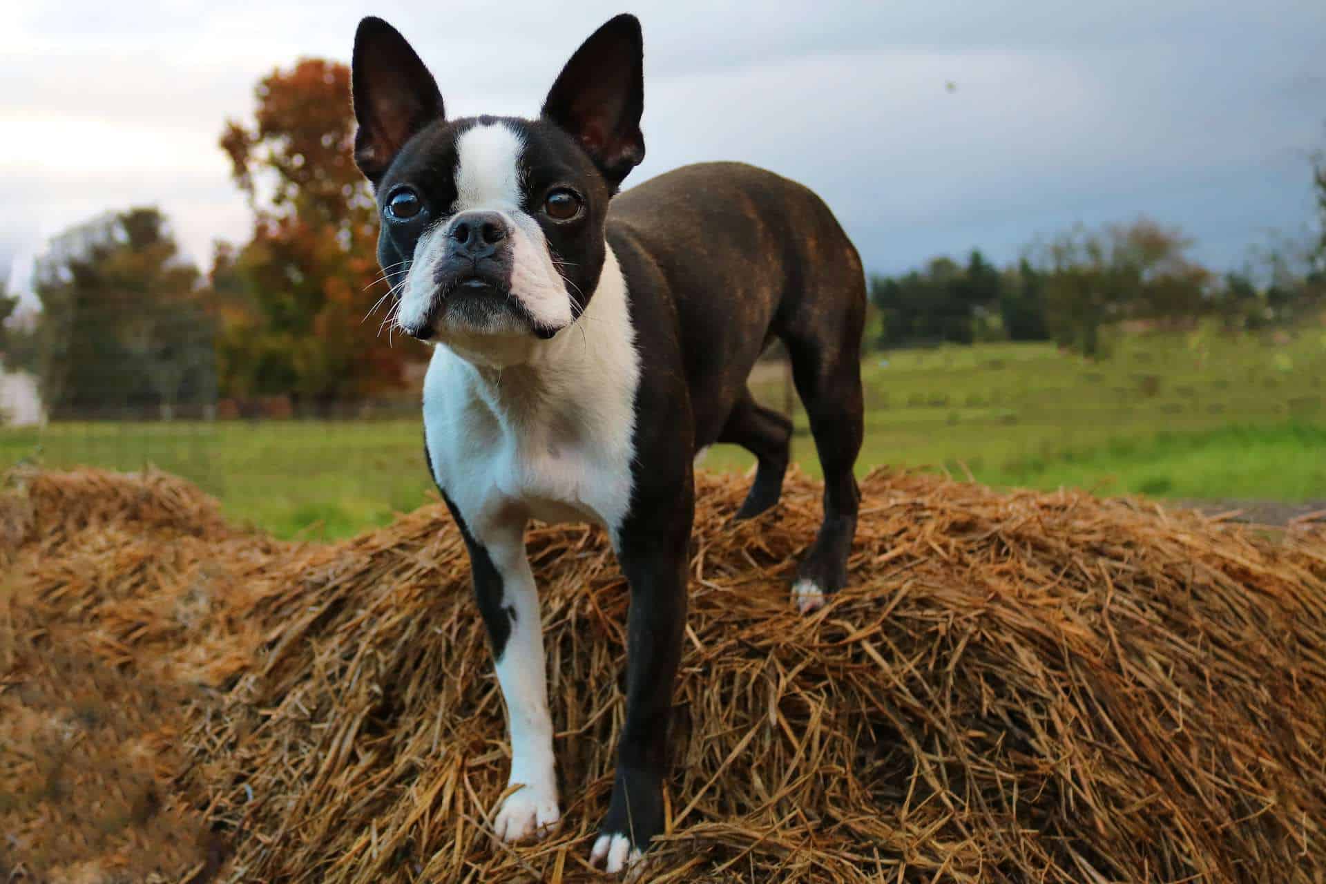 cachorro-boston-terrier-2