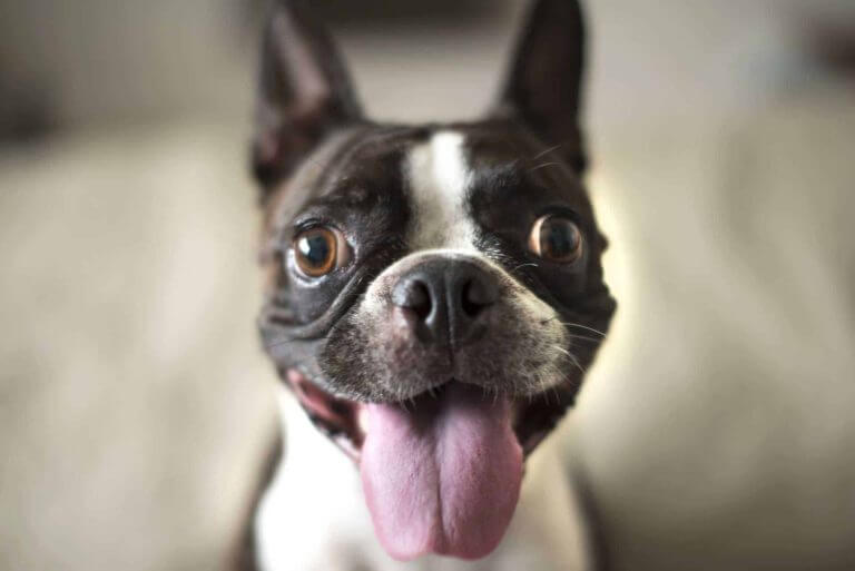 cachorro-boston-terrier