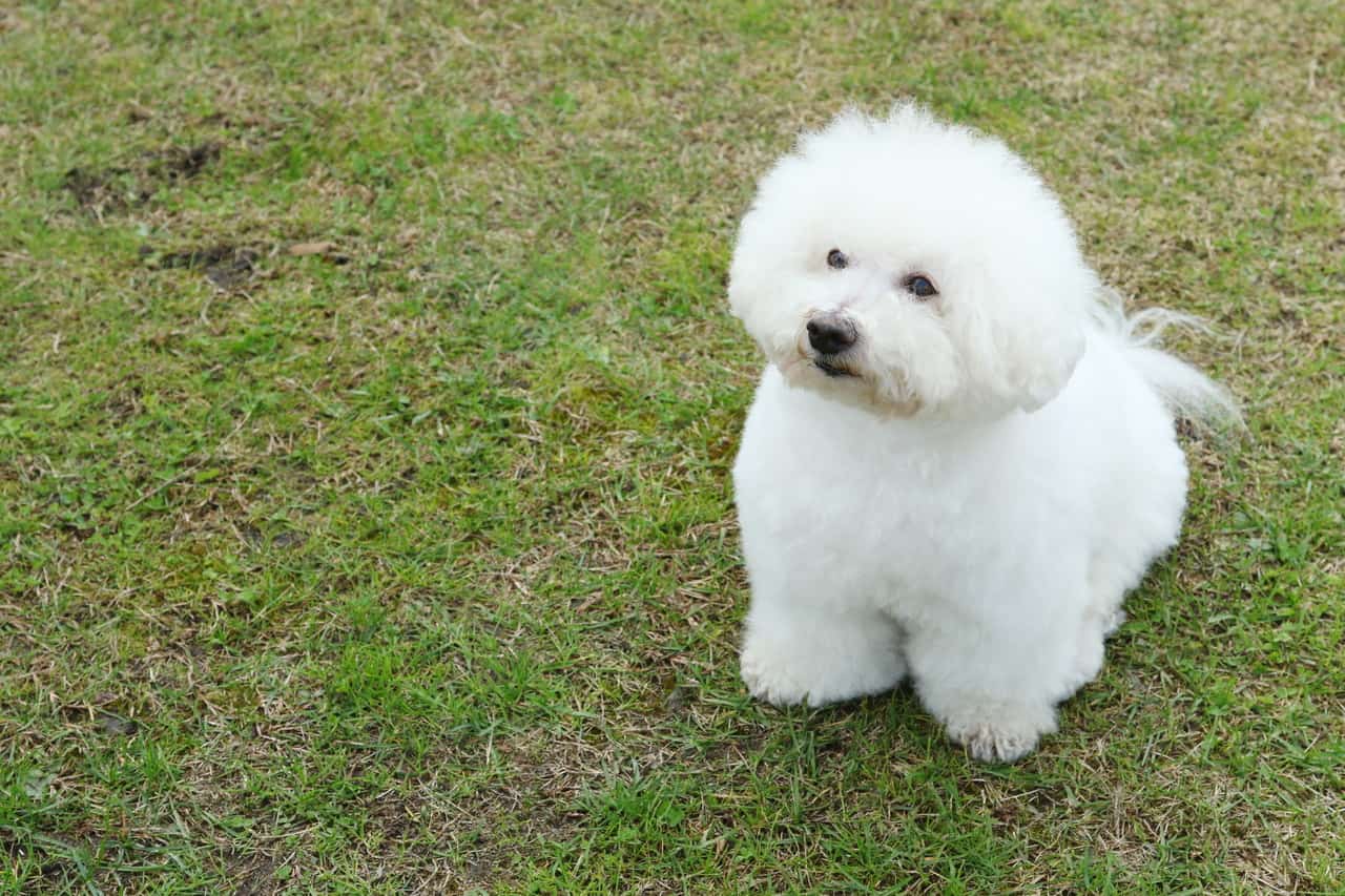 cachorro-bichon-frise-3