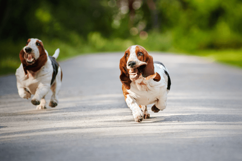 basset hound correndo