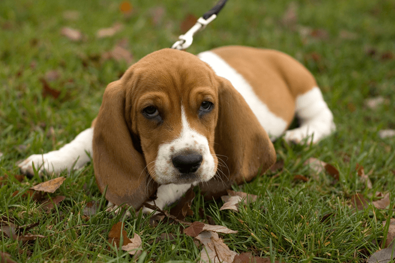 filhote de basset hound