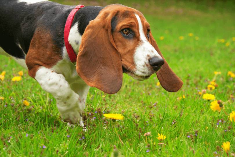 basset