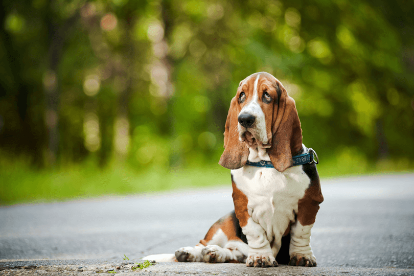 cachorro basset hound