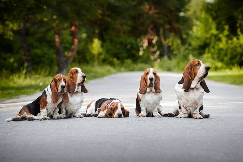 família de basset hound