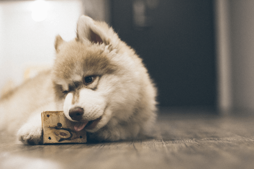 filhote de husky siberiano com brinquedo