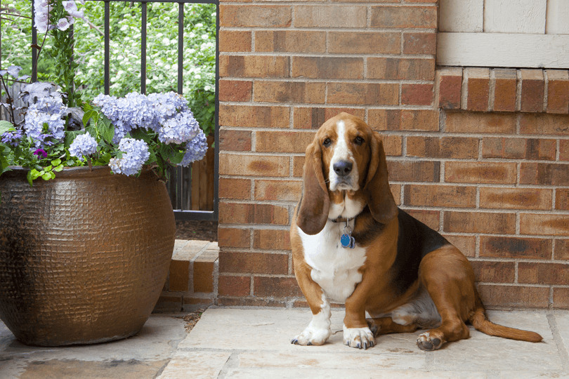 foto de basset hound