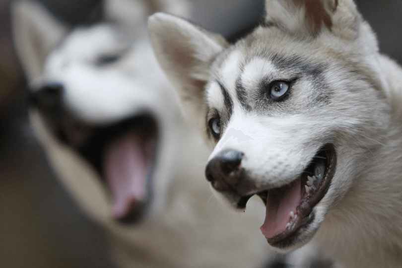 dois huskys siberianos com pelagem cinza e branca