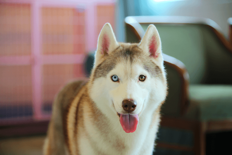 husky siberiano com heterocromia ocular