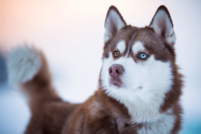 husky siberiano com heterocromia ocular e pelagem castanha