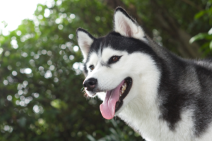 husky siberiano com pelagem escura