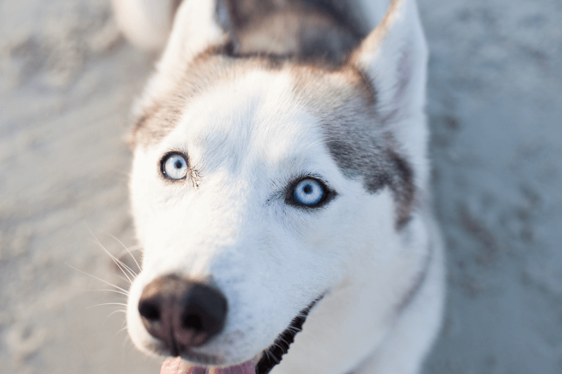 retrato de husky siberiano cinza e branco com olhos azuis