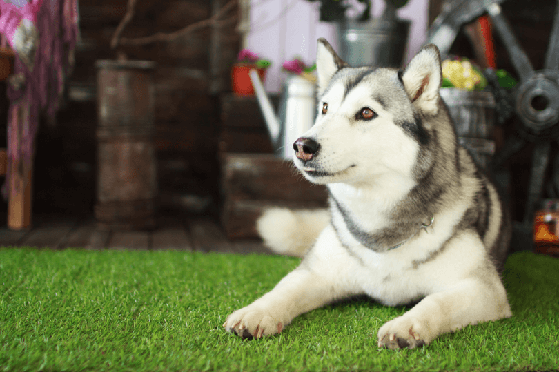 husky siberiano cinza e branco deitado na grama