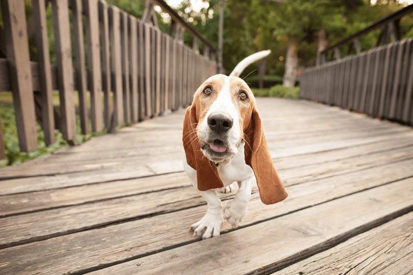 raça de cachorro basset hound