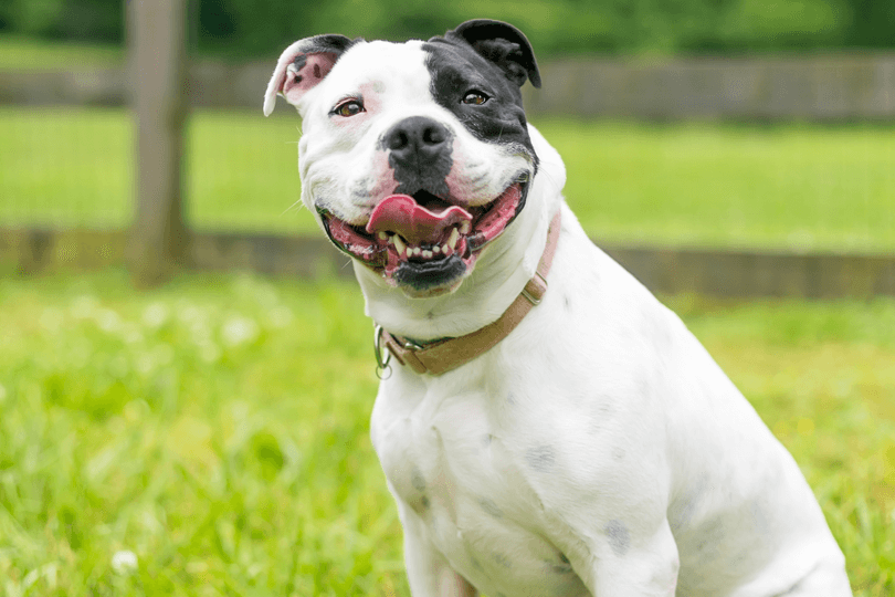 staffordshire bull terrier na grama