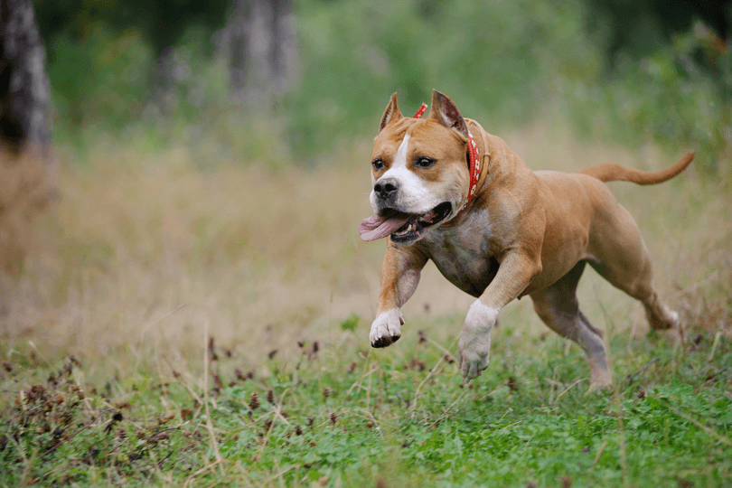 staffordshire bull terrier correndo