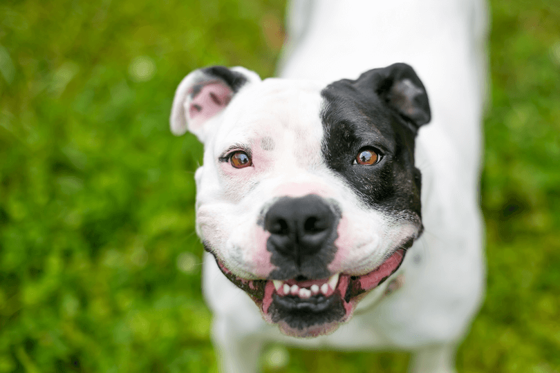 staffordshire bull terrier sorrindo