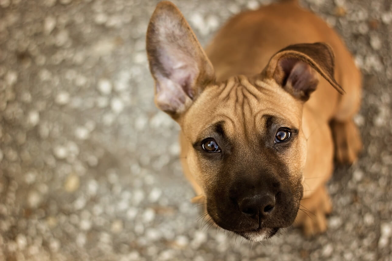 cachorro triste American Staffordshire terrier