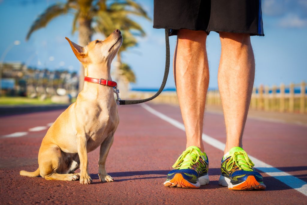 caminhar faz bem, mas passear com cachorro é melhor