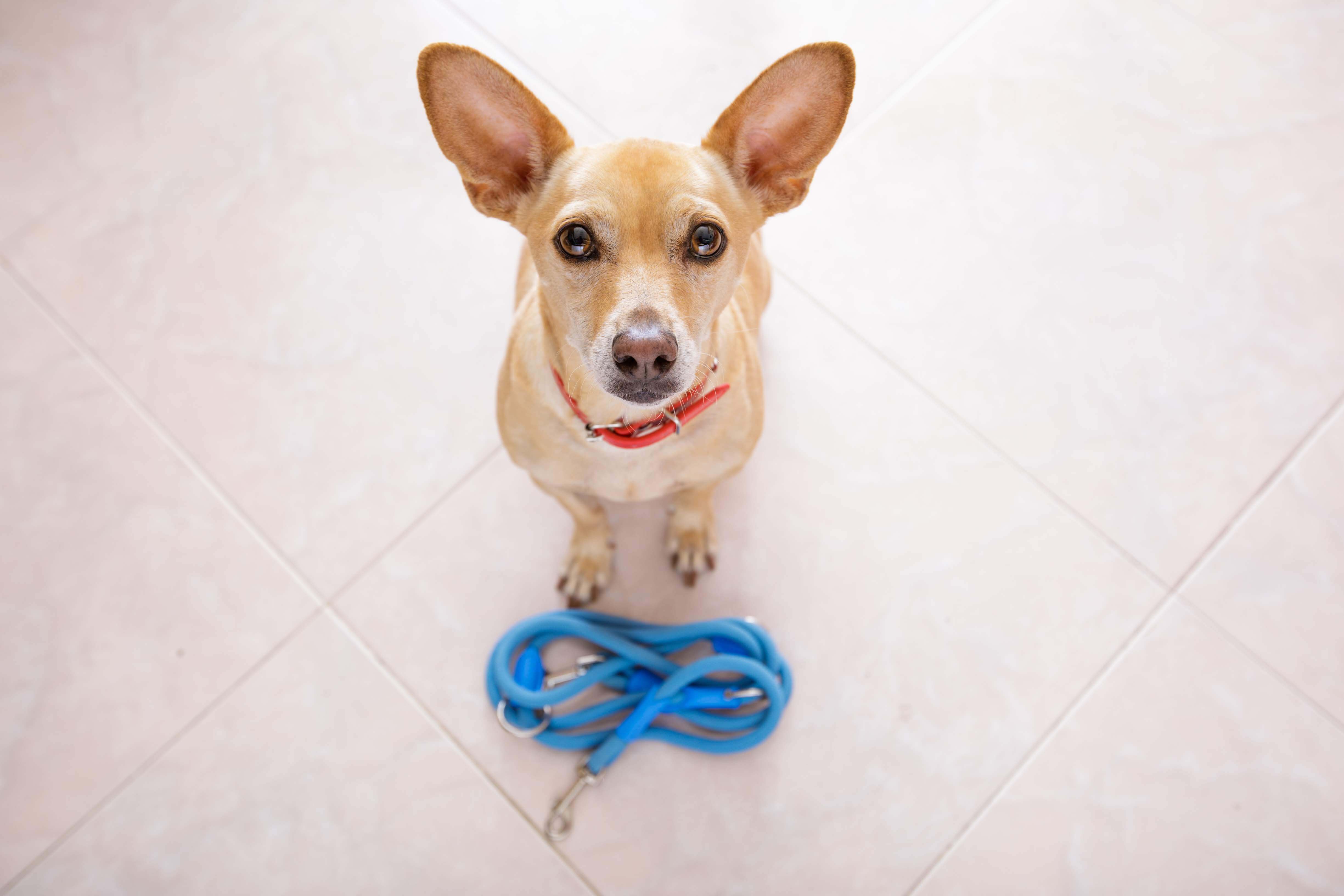 como passear com cachorro dog walker