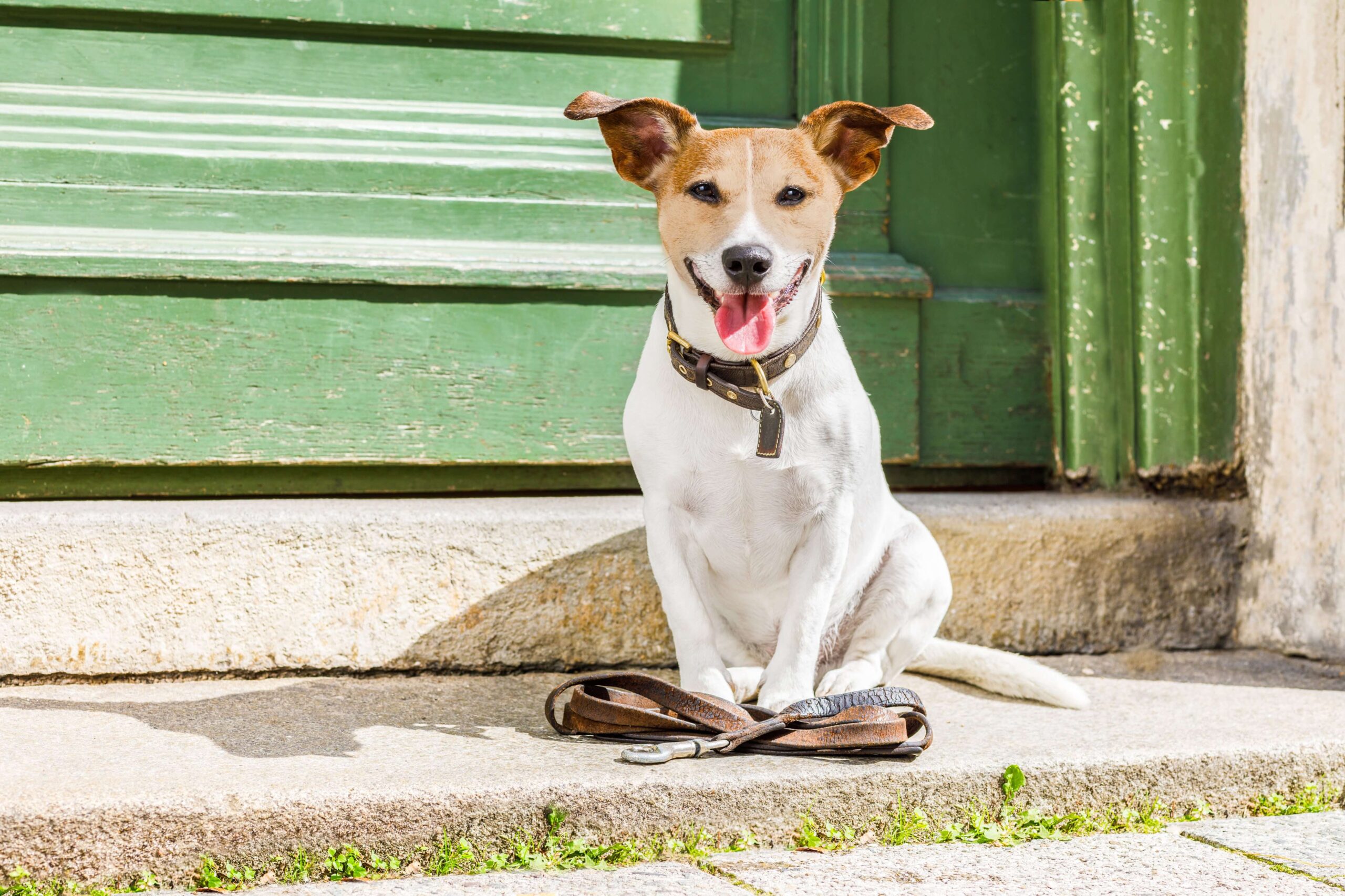 como passear com cachorro