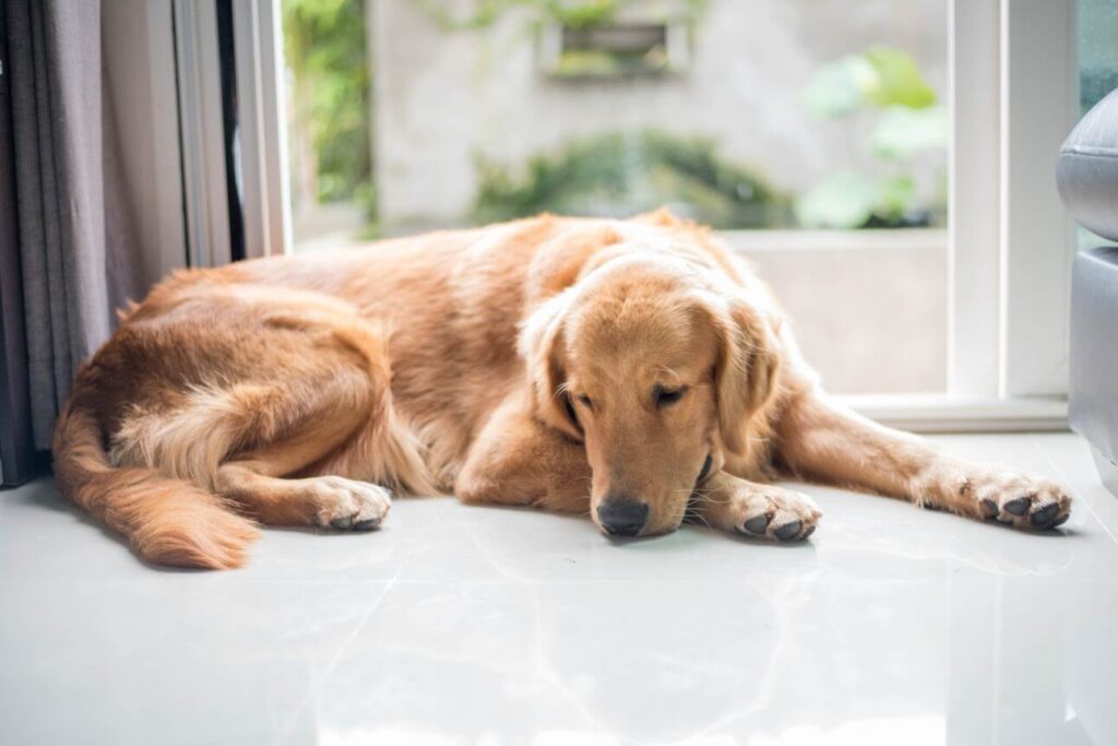 Cachorro triste golden retriever