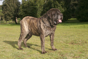 raça de cachorro mastiff inglês de pelo malhado