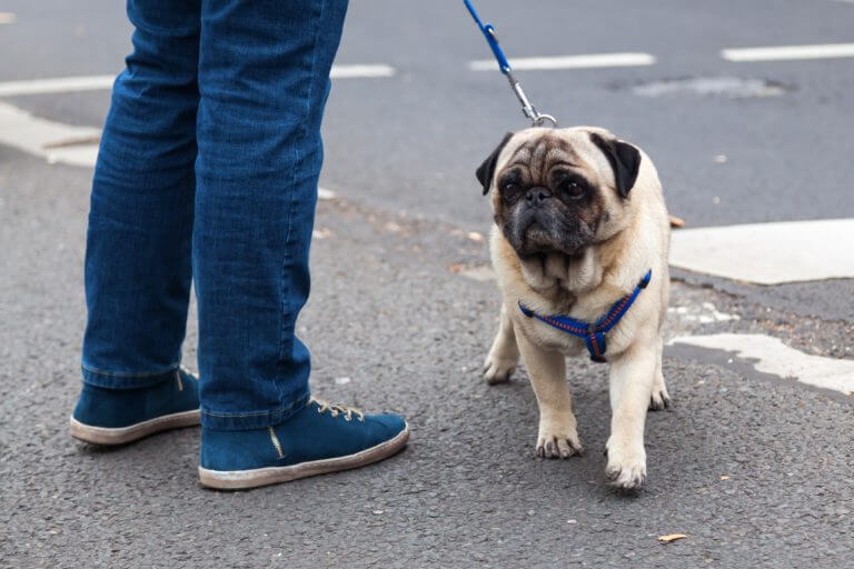 passear com raças de cachorro pequeno