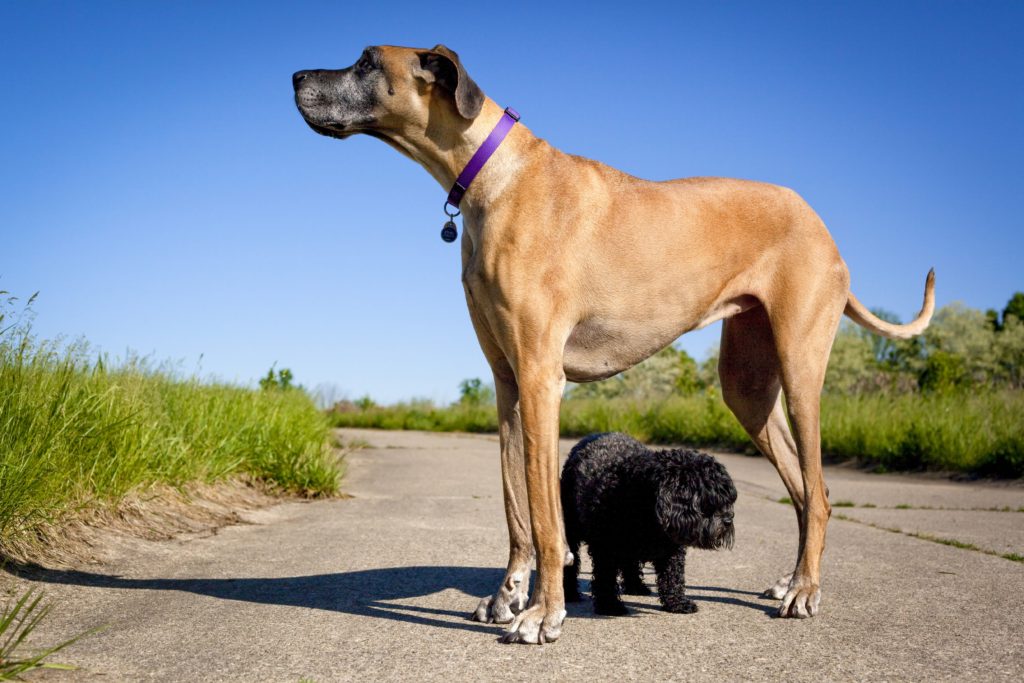 raças de cachorro grande