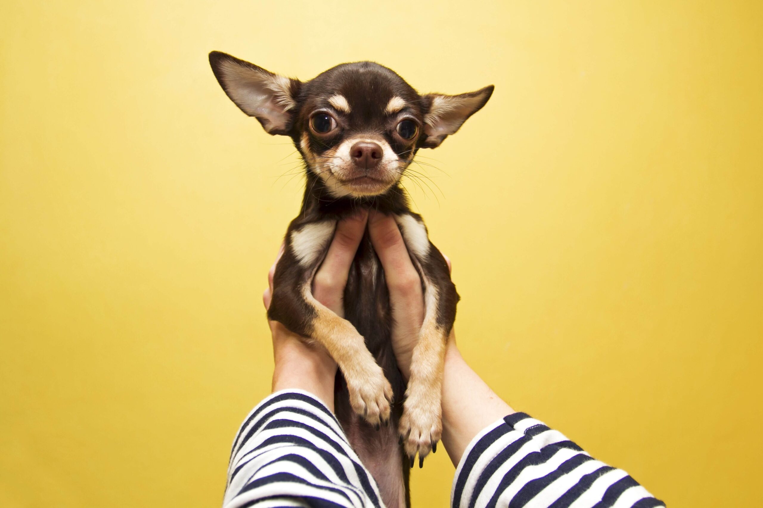 pinscher raças de cachorro pequeno