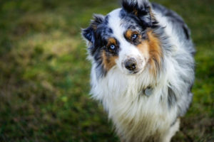 cachorro pastor australiano de pelagem comprida e tricolor olha para câmera