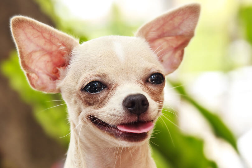 chihuahua, o menor cachorro do mundo, de pelo curto