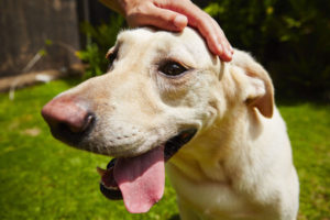 cachorro labrador feliz recebendo carinho