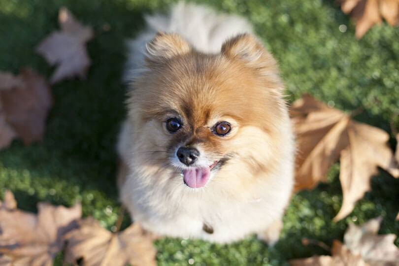 Lulu da pomerânia, uma raça de cachorro pequeno, com a língua para fora em um parque