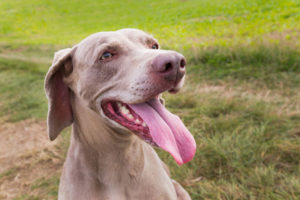 cachorro weimaraner com a língua para fora