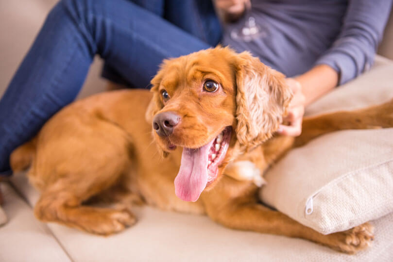 foto de cachorro cocker spaniel inglês recebendo carinho no sofá